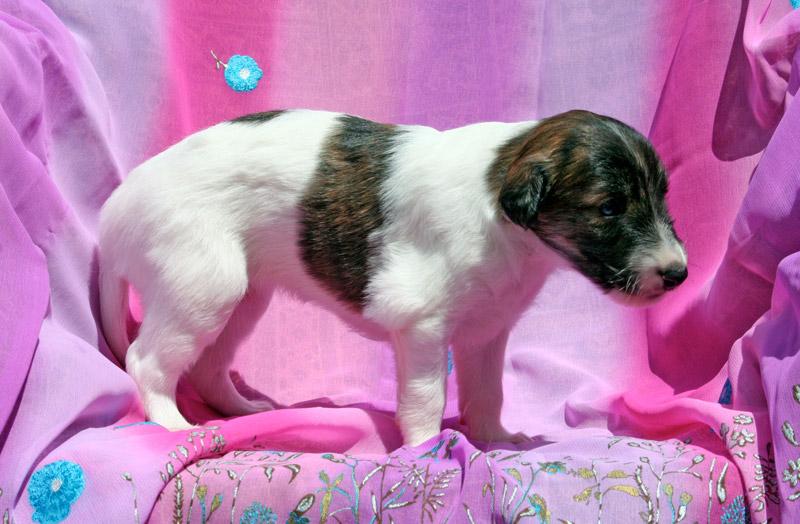 Surf Spots - Girl 1 Almost Standing